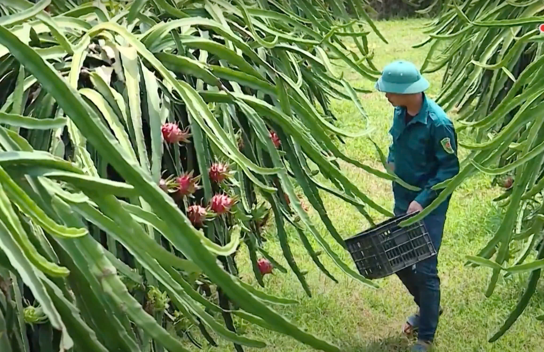 Tăng cường nguồn lực thực hiện tín dụng chính sách, hướng đi giúp bà con giảm nghèo bền vững